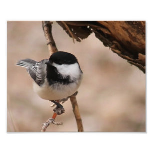 Impresión fotográfica de chickadee