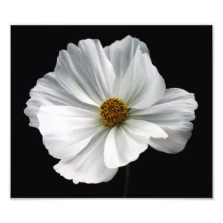 Impresión fotográfica de Cosmos Blancos