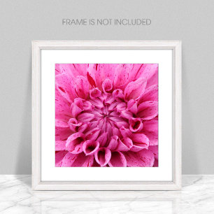 Impresión fotográfica de Dahlia rosa de primer pla