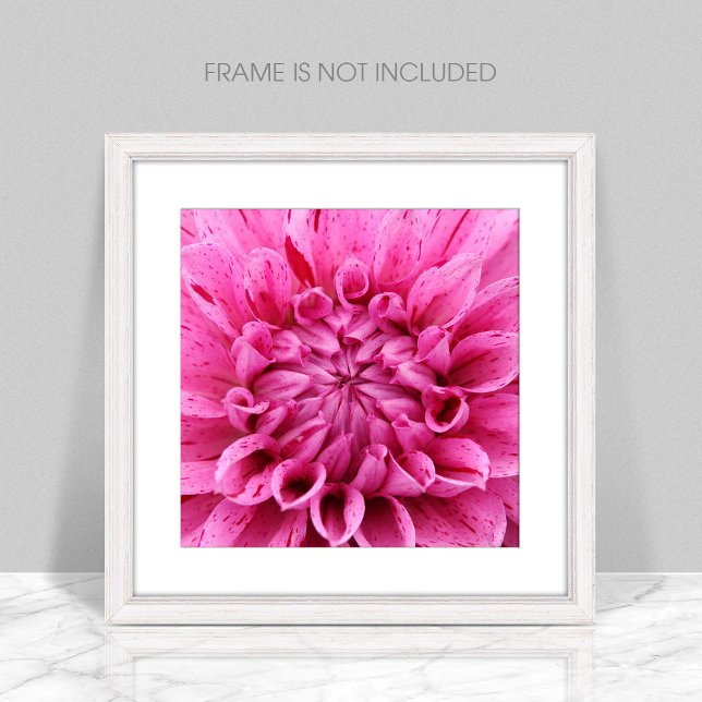 Impresión fotográfica de Dahlia rosa de primer pla (Subido por el creador)
