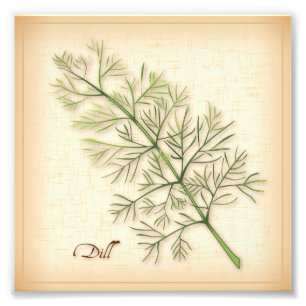 Impresión fotográfica de Dill Herb