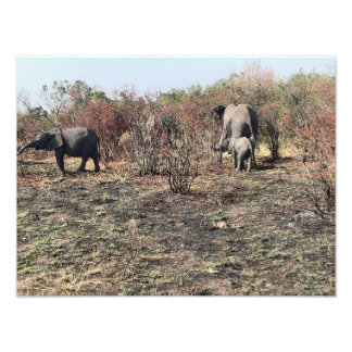 Impresión fotográfica de elefante africano