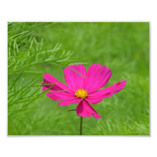 Impresión fotográfica de flor de Cosmos Rosa (Frente)