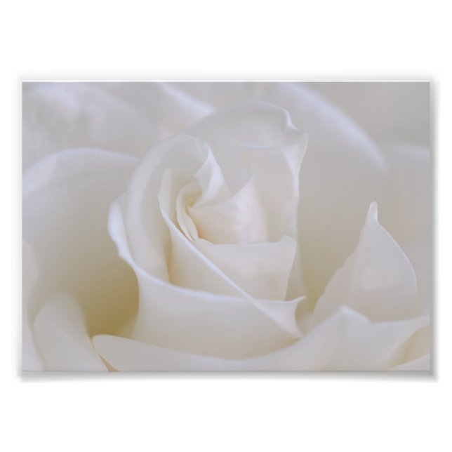 Impresión fotográfica de flor de rosa blanca (Frente)