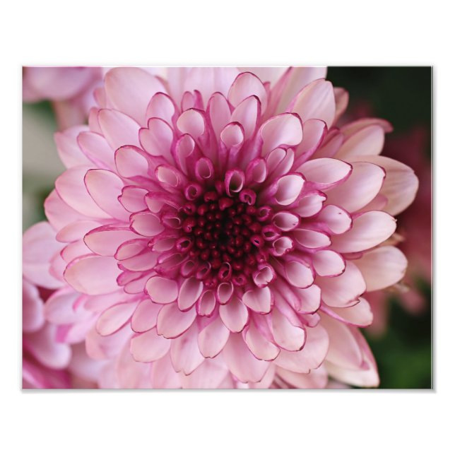Impresión fotográfica de flor rosa (Frente)