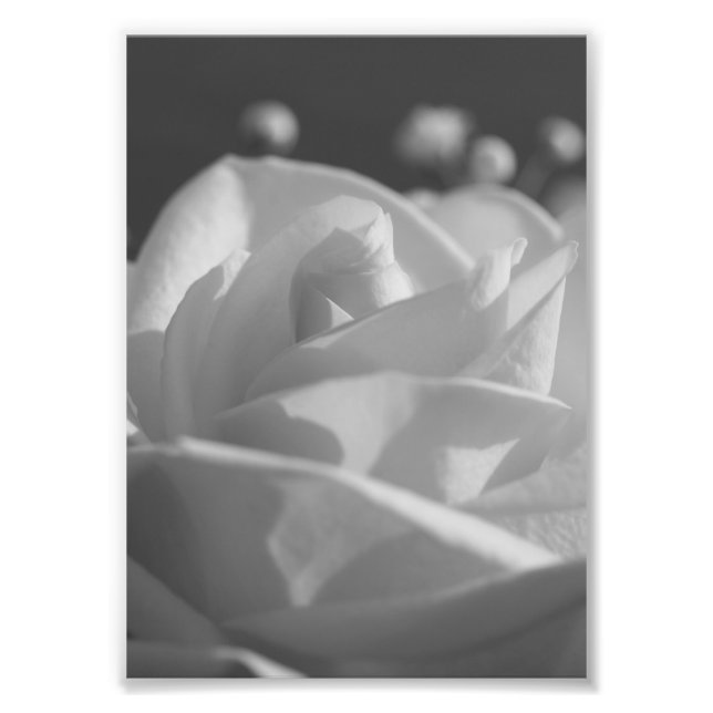 Impresión fotográfica de flores B&W de rosa blanca (Frente)