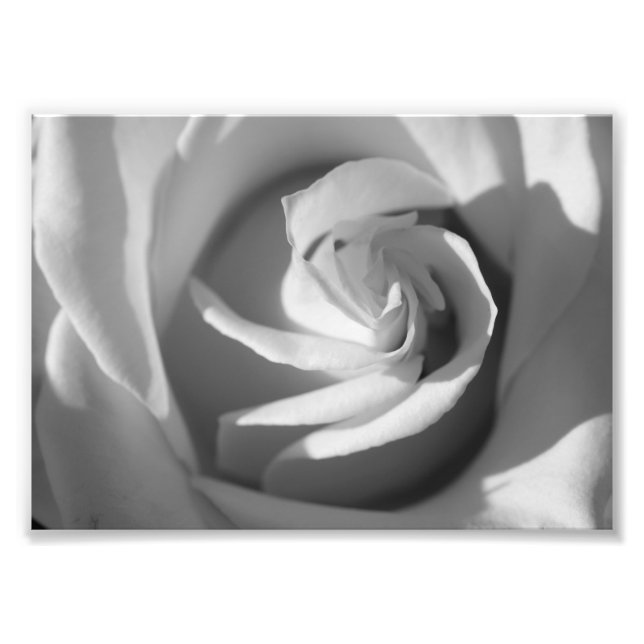 Impresión fotográfica de flores B&W de rosa blanca (Frente)
