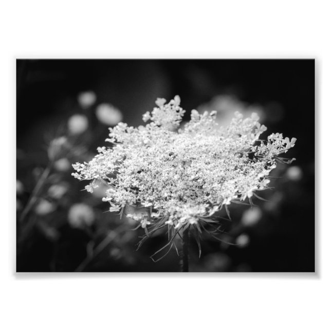 Impresión fotográfica de flores de encaje B&W de Q (Frente)