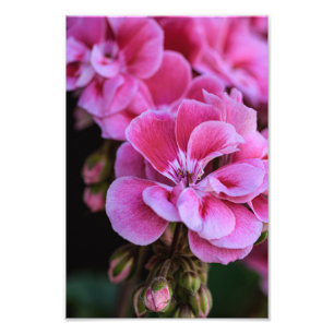 Impresión fotográfica de flores de geranio rosadas