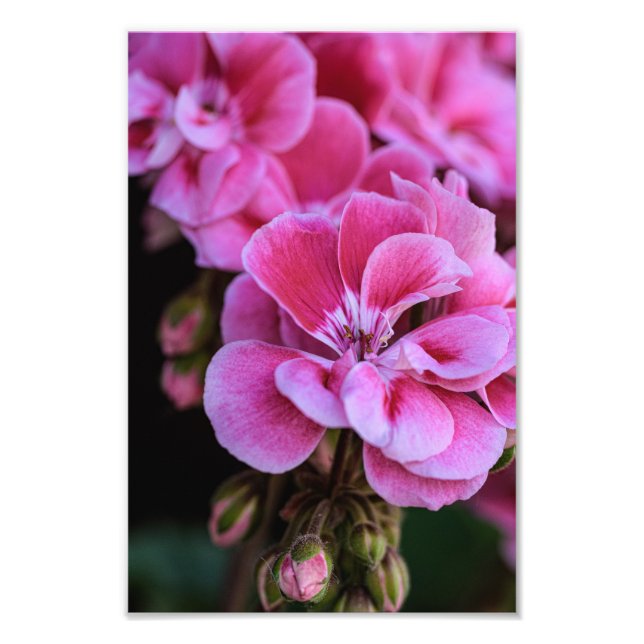 Impresión fotográfica de flores de geranio rosadas (Frente)