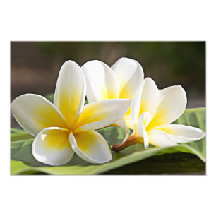 Impresión fotográfica de flores de Plumeria