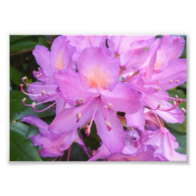 Impresión fotográfica de flores de Rhododendron (Frente)
