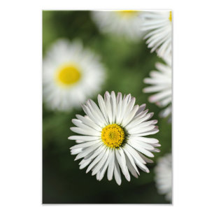Impresión fotográfica de fotografía floral de marg