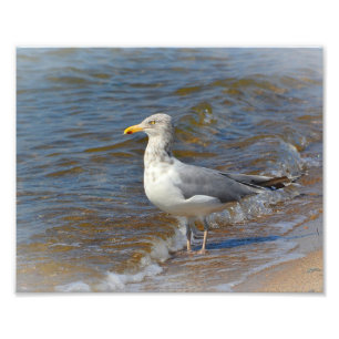 Impresión fotográfica de gaviota