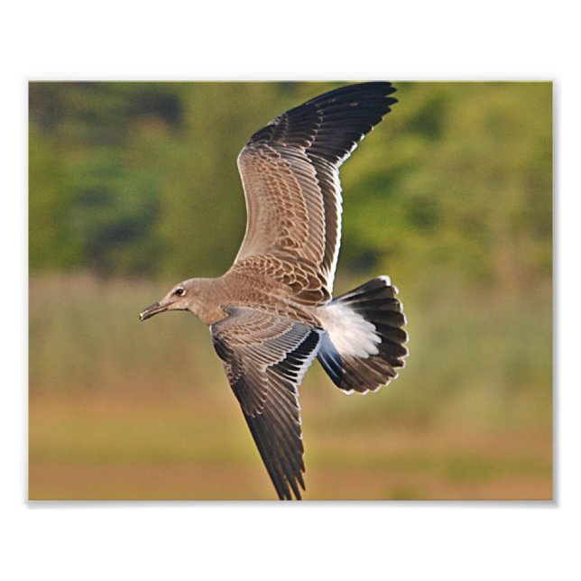 Impresión fotográfica de gaviota (Frente)
