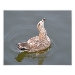 Impresión fotográfica de gaviota
