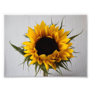 Impresión fotográfica de girasol