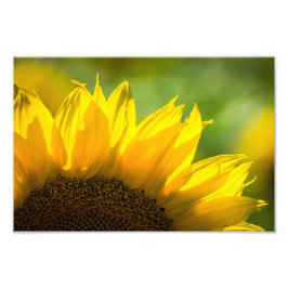 Impresión fotográfica de girasol floral fotografía