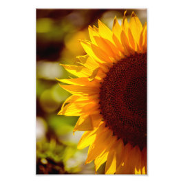 Impresión fotográfica de girasol floral fotografía