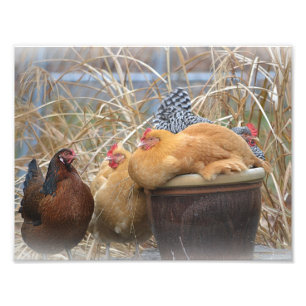 Impresión fotográfica de Hen Fiesta