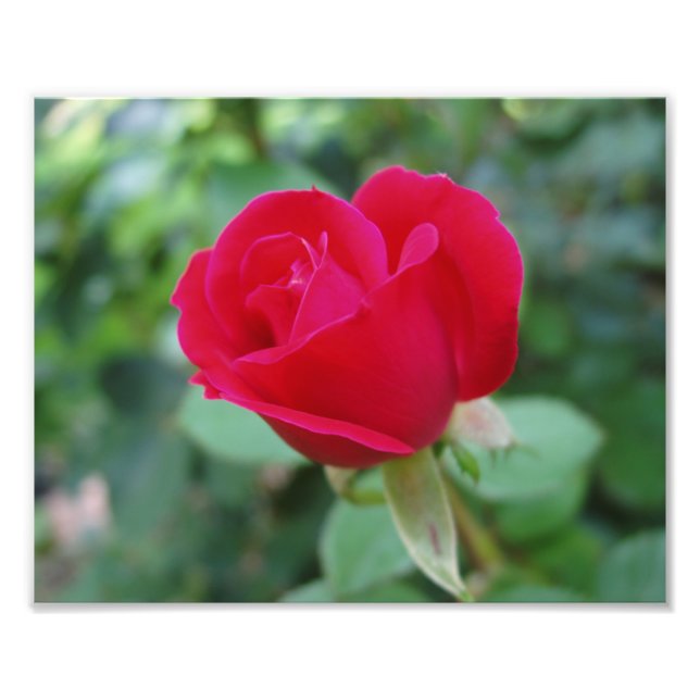 Impresión fotográfica de hermosas flores (Frente)