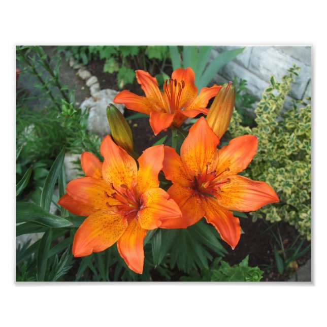 Impresión fotográfica de hermosas flores (Frente)
