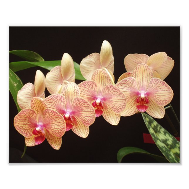 Impresión fotográfica de hermosas flores (Frente)