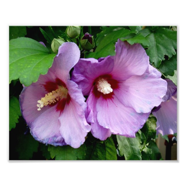 Impresión fotográfica de hermosas flores (Frente)