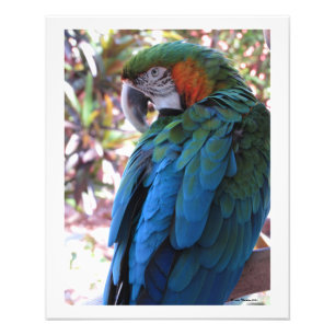 Impresión fotográfica de Hermoso Loro Azul