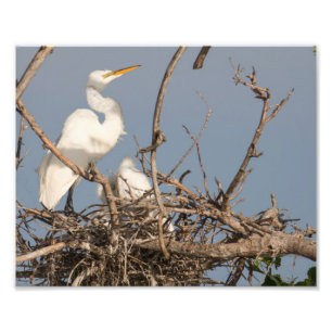 Impresión fotográfica de hierba blanca y bebé en n