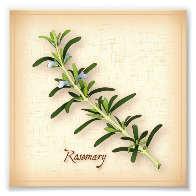 Impresión fotográfica de hierba Rosemary (Frente)