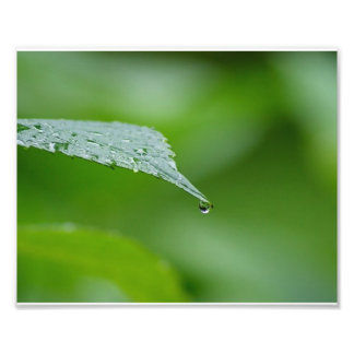 Impresión fotográfica de hojas de lluvia 10x8