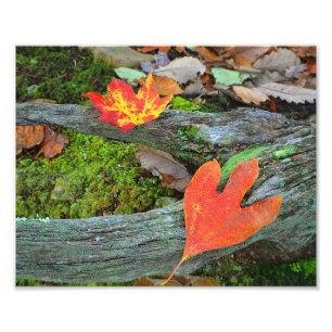 Impresión fotográfica de hojas de otoño
