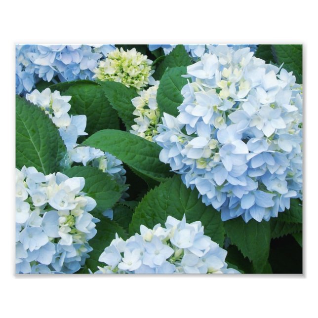 Impresión fotográfica de hortensias (Frente)