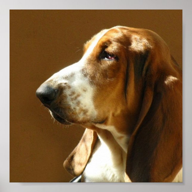 Impresión fotográfica de Hound Basset (Frente)