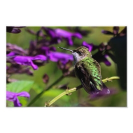 Impresión fotográfica de Hummingbird con trompetas