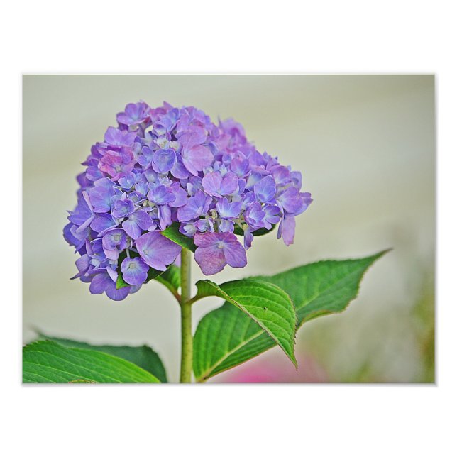 Impresión fotográfica de Hydrangea (Frente)