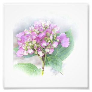 Impresión fotográfica de Hydrangea Vignette