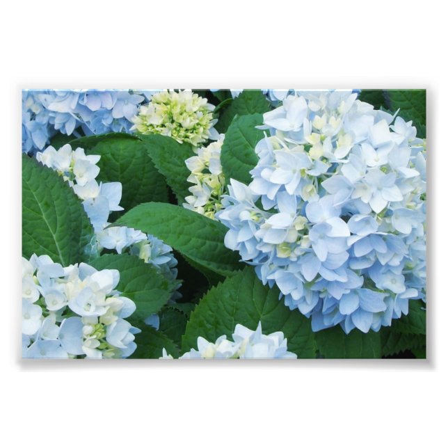 Impresión fotográfica de Hydrangeas (Frente)