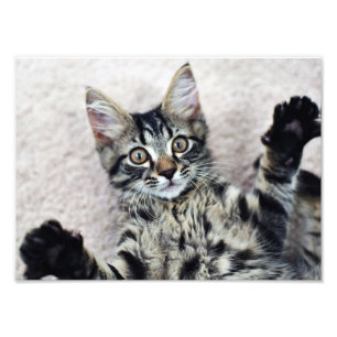 Impresión fotográfica de Kitten