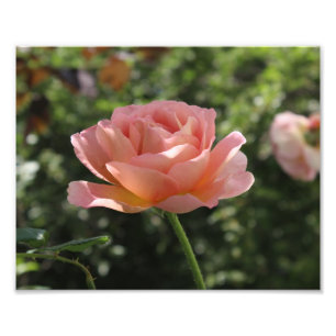 Impresión fotográfica de la rosa Abraham Darby