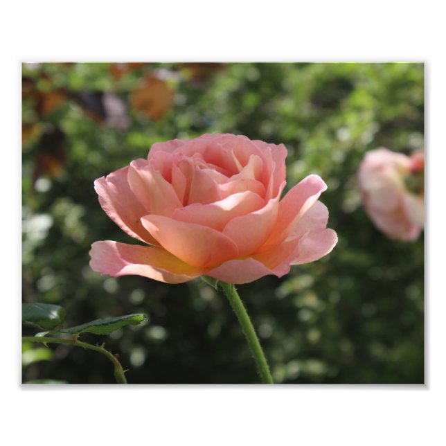 Impresión fotográfica de la rosa Abraham Darby (Frente)