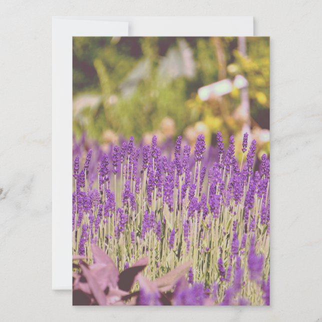 Impresión fotográfica de Lavender Garden (Anverso)