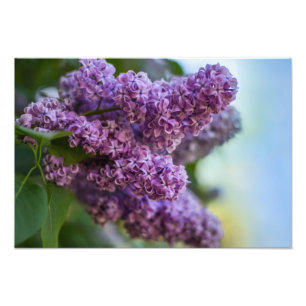 Impresión fotográfica de lilas