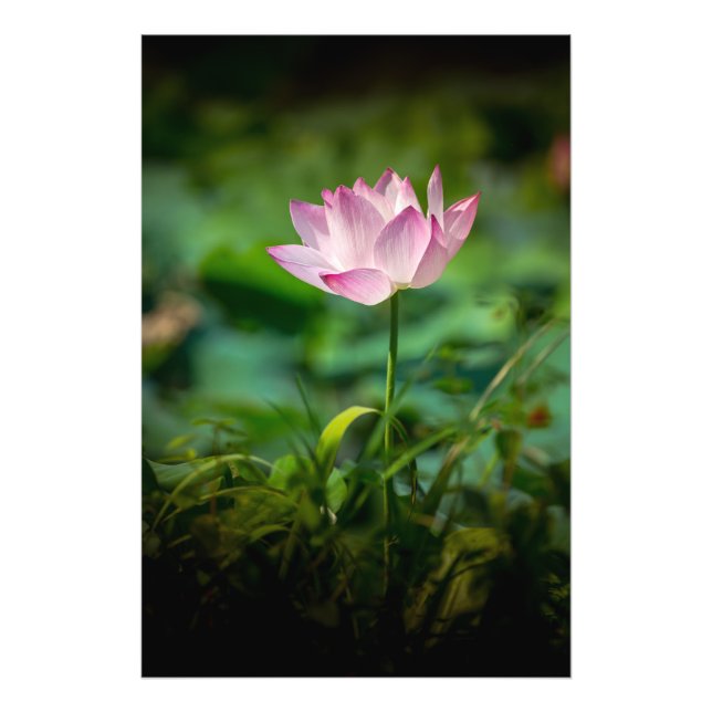 Impresión fotográfica de Lily de Agua Rosa (Frente)