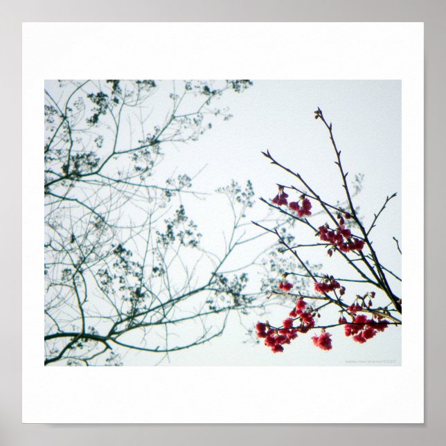 Impresión fotográfica de llegada de primavera/flor (Frente)