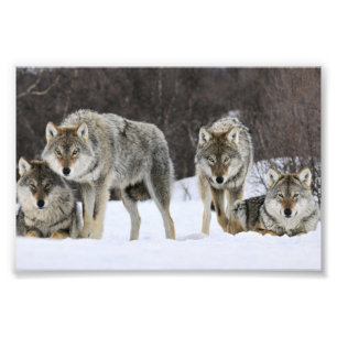 Impresión fotográfica de lobos salvajes