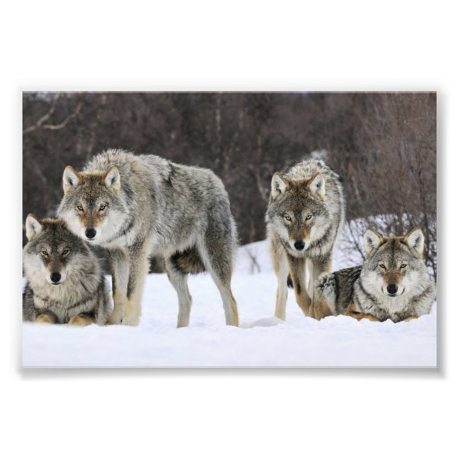 Impresión fotográfica de lobos salvajes (Frente)