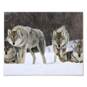 Impresión fotográfica de lobos salvajes