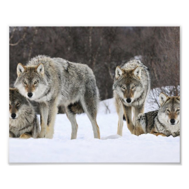 Impresión fotográfica de lobos salvajes (Frente)